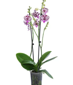 Schmetterlingsorchidee - Phalaenopsis cultivars 'Signature Speechless Elegance'