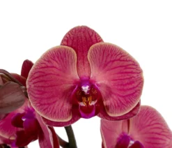 Schmetterlingsorchidee - Phalaenopsis cultivars 'Coral'