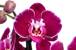 Schmetterlingsorchidee - Phalaenopsis cultivars 'Binty'