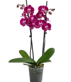 Schmetterlingsorchidee - Phalaenopsis cultivars 'Binty'