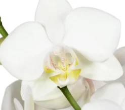 Schmetterlingsorchidee - Phalaenopsis cultivars, zweitriebig