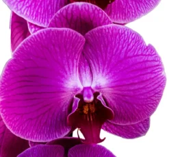 Schmetterlingsorchidee - Phalaenopsis cultivars, zweitriebig