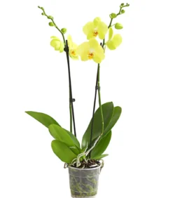 Schmetterlingsorchidee - Phalaenopsis cultivars, zweitriebig