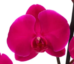 Schmetterlingsorchidee - Phalaenopsis cultivars, zweitriebig