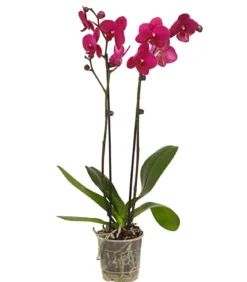 Schmetterlingsorchidee - Phalaenopsis cultivars, zweitriebig