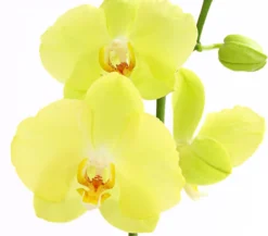 Schmetterlingsorchidee - Phalaenopsis cultivars, zweitriebig