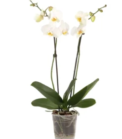Schmetterlingsorchidee - Phalaenopsis cultivars, zweitriebig