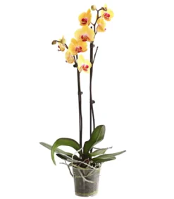 Schmetterlingsorchidee - Phalaenopsis cultivars, zweitriebig