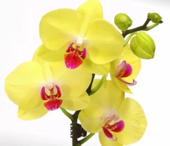Schmetterlingsorchidee - Phalaenopsis cultivars, zweitriebig