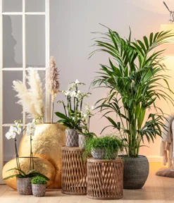 Schmetterlingsorchidee - Phalaenopsis cultivars, weiß