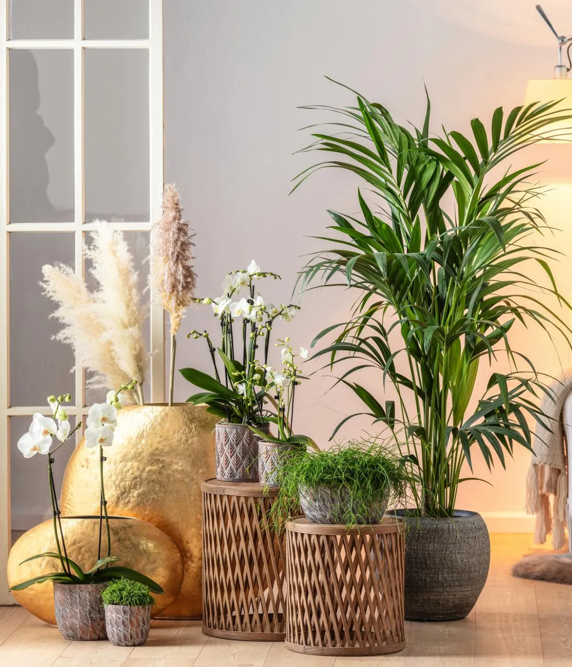 Schmetterlingsorchidee - Phalaenopsis cultivars, weiß