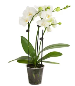 Schmetterlingsorchidee - Phalaenopsis cultivars, weiß