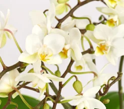 Schmetterlingsorchidee - Phalaenopsis cultivars 'Wildflower'
