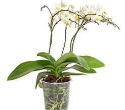 Schmetterlingsorchidee - Phalaenopsis cultivars 'Wildflower'