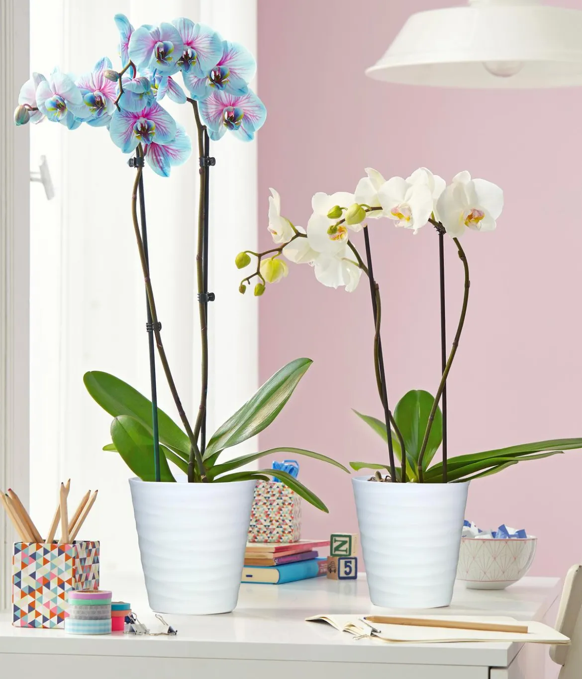 Schmetterlingsorchidee - Phalaenopsis cultivars 'Blue Wonder'