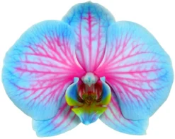 Schmetterlingsorchidee - Phalaenopsis cultivars 'Blue Wonder'