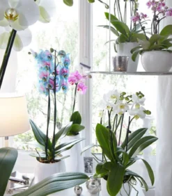 Schmetterlingsorchidee - Phalaenopsis cultivars 'Blue Wonder'