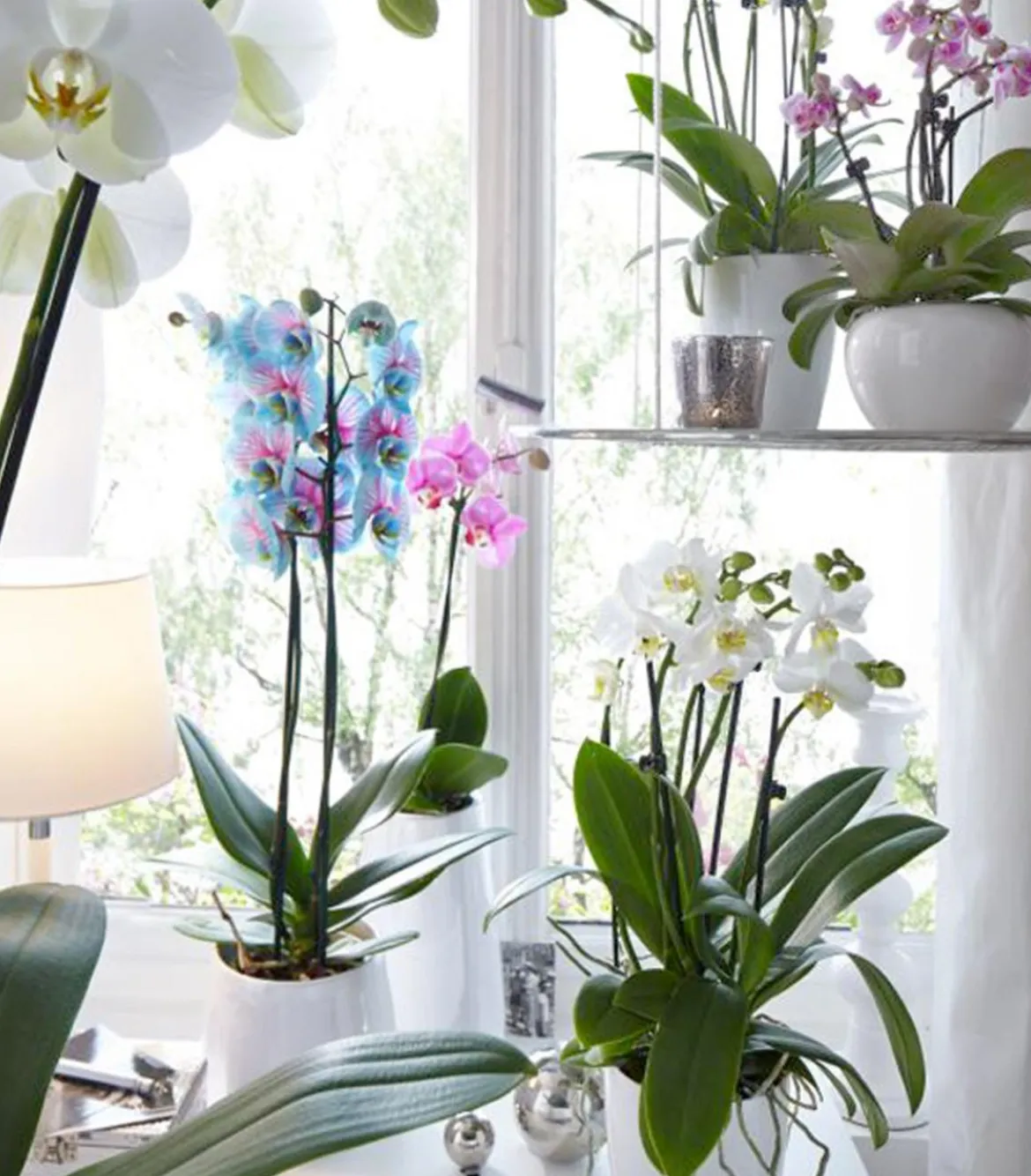 Schmetterlingsorchidee - Phalaenopsis cultivars 'Blue Wonder'