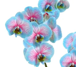 Schmetterlingsorchidee - Phalaenopsis cultivars 'Blue Wonder'