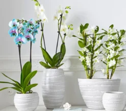 Schmetterlingsorchidee - Phalaenopsis cultivars 'Blue Wonder'