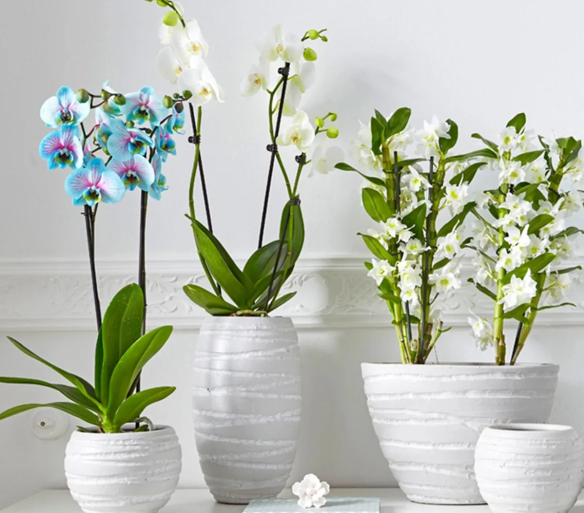 Schmetterlingsorchidee - Phalaenopsis cultivars 'Blue Wonder'