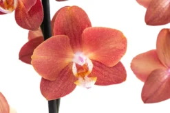 Schmetterlingsorchidee - Phalaenopsis cultivars 'Horizon'