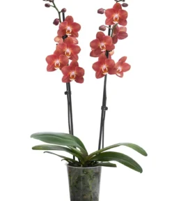 Schmetterlingsorchidee - Phalaenopsis cultivars 'Horizon'