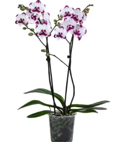 Schmetterlingsorchidee - Phalaenopsis cultivars 'King Car Dalmatian'