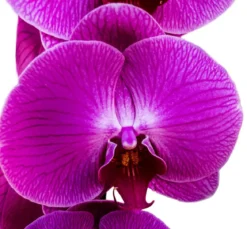 Schmetterlingsorchidee - Phalaenopsis cultivars, dreitriebig