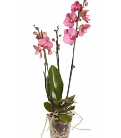 Schmetterlingsorchidee - Phalaenopsis cultivars, dreitriebig