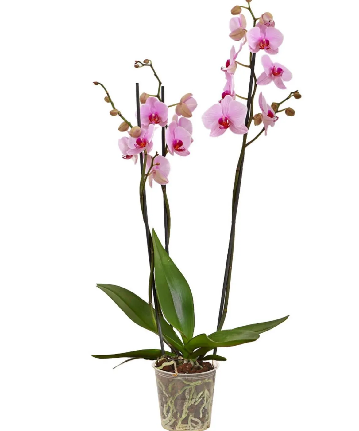 Schmetterlingsorchidee - Phalaenopsis cultivars, dreitriebig