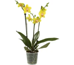 Schmetterlingsorchidee - Phalaenopsis cultivars, dreitriebig