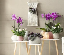 Schmetterlingsorchidee - Phalaenopsis cultivars, dreitriebig