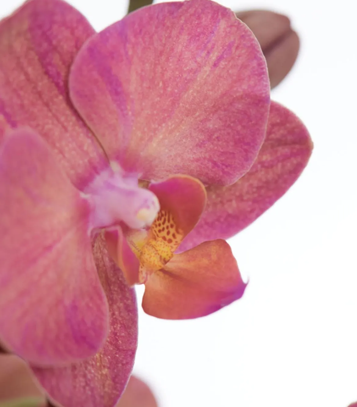 Schmetterlingsorchidee - Phalaenopsis cultivars, dreitriebig