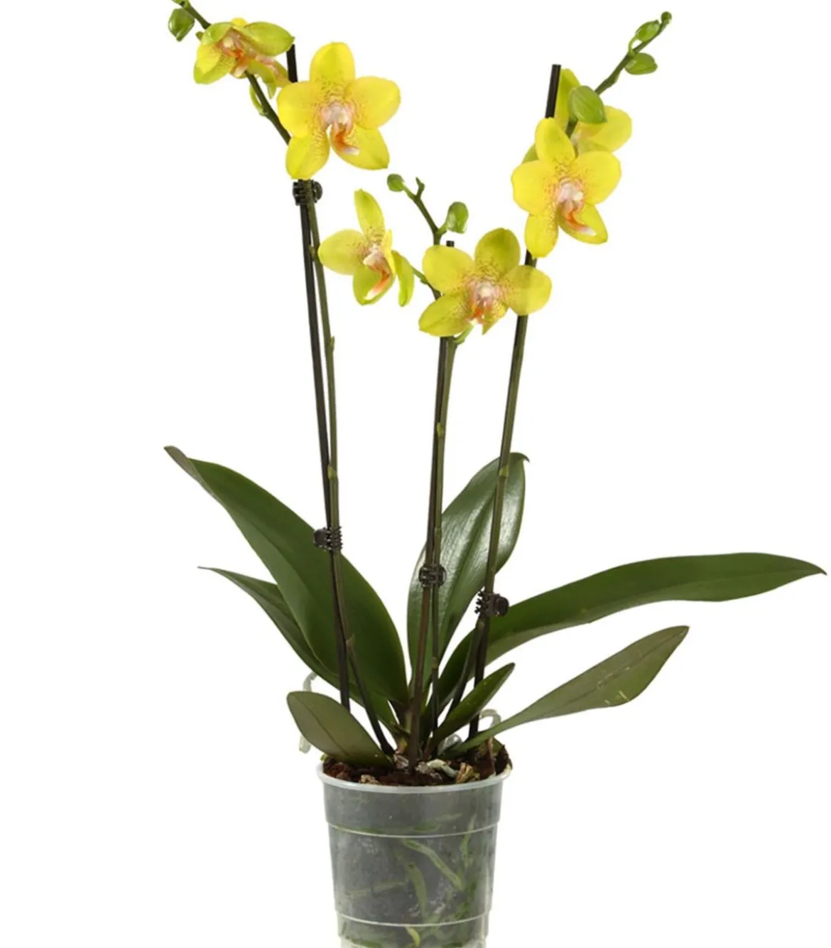 Schmetterlingsorchidee - Phalaenopsis cultivars, dreitriebig