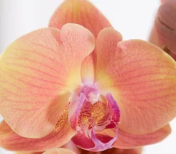 Schmetterlingsorchidee - Phalaenopsis cultivars, dreitriebig