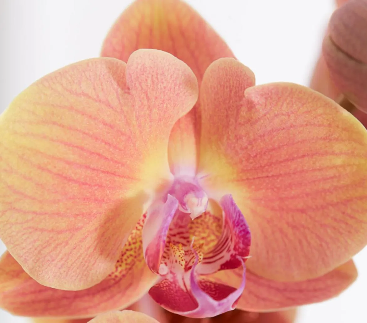 Schmetterlingsorchidee - Phalaenopsis cultivars, dreitriebig