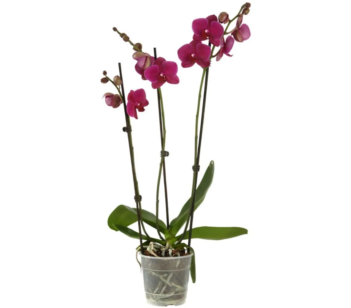 Schmetterlingsorchidee - Phalaenopsis cultivars, dreitriebig
