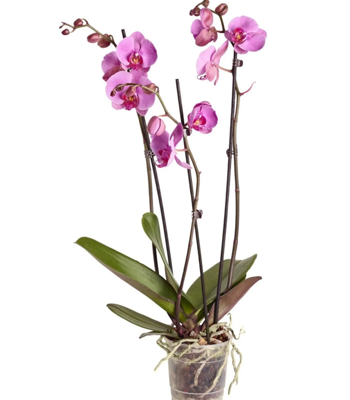 Schmetterlingsorchidee - Phalaenopsis cultivars, dreitriebig