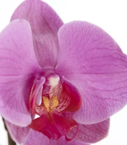 Schmetterlingsorchidee - Phalaenopsis cultivars, dreitriebig