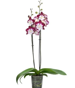 Schmetterlingsorchidee - Phalaenopsis cultivars 'Tinkerbell'