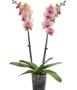 Schmetterlingsorchidee - Phalaenopsis cultivars 'Avatar'
