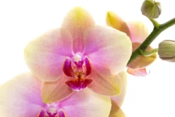 Schmetterlingsorchidee - Phalaenopsis cultivars 'Avatar'