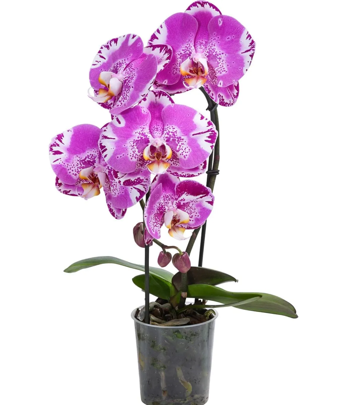 Schmetterlingsorchidee - Phalaenopsis cultivars 'Victorio'