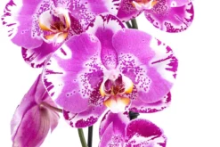 Schmetterlingsorchidee - Phalaenopsis cultivars 'Victorio'