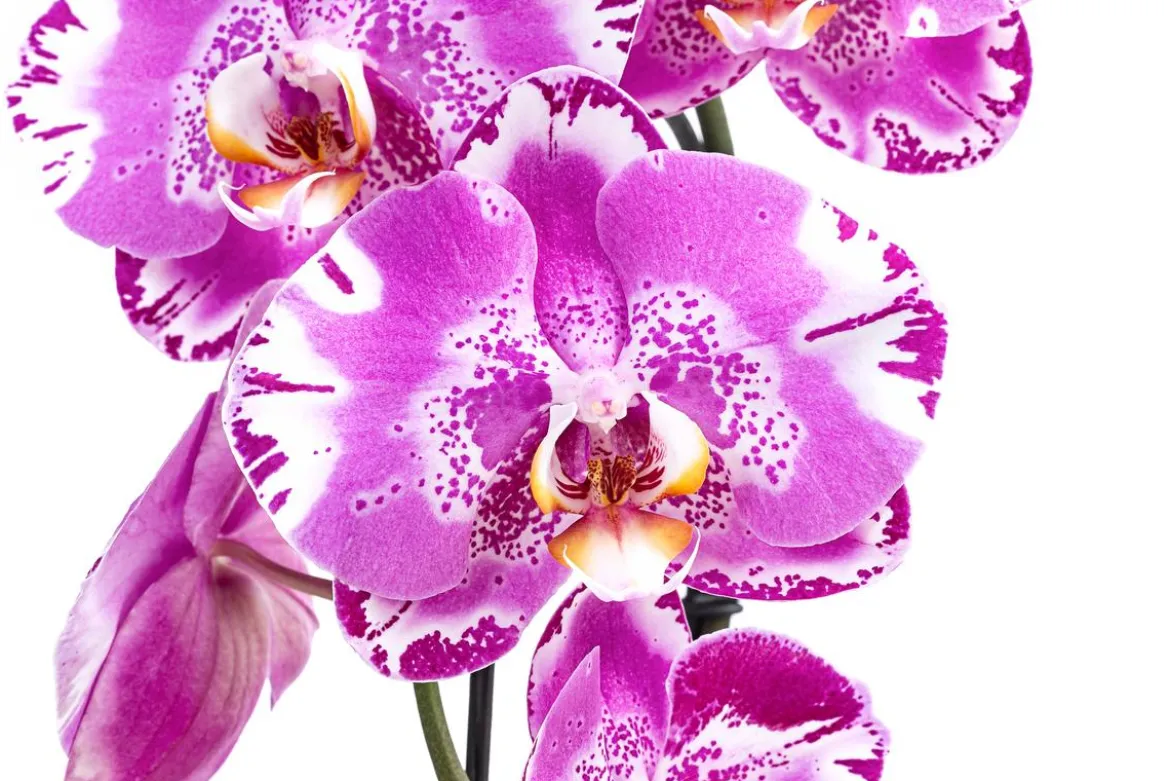 Schmetterlingsorchidee - Phalaenopsis cultivars 'Victorio'