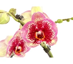 Schmetterlingsorchidee - Phalaenopsis cultivars 'Twister', verschiedene Farben