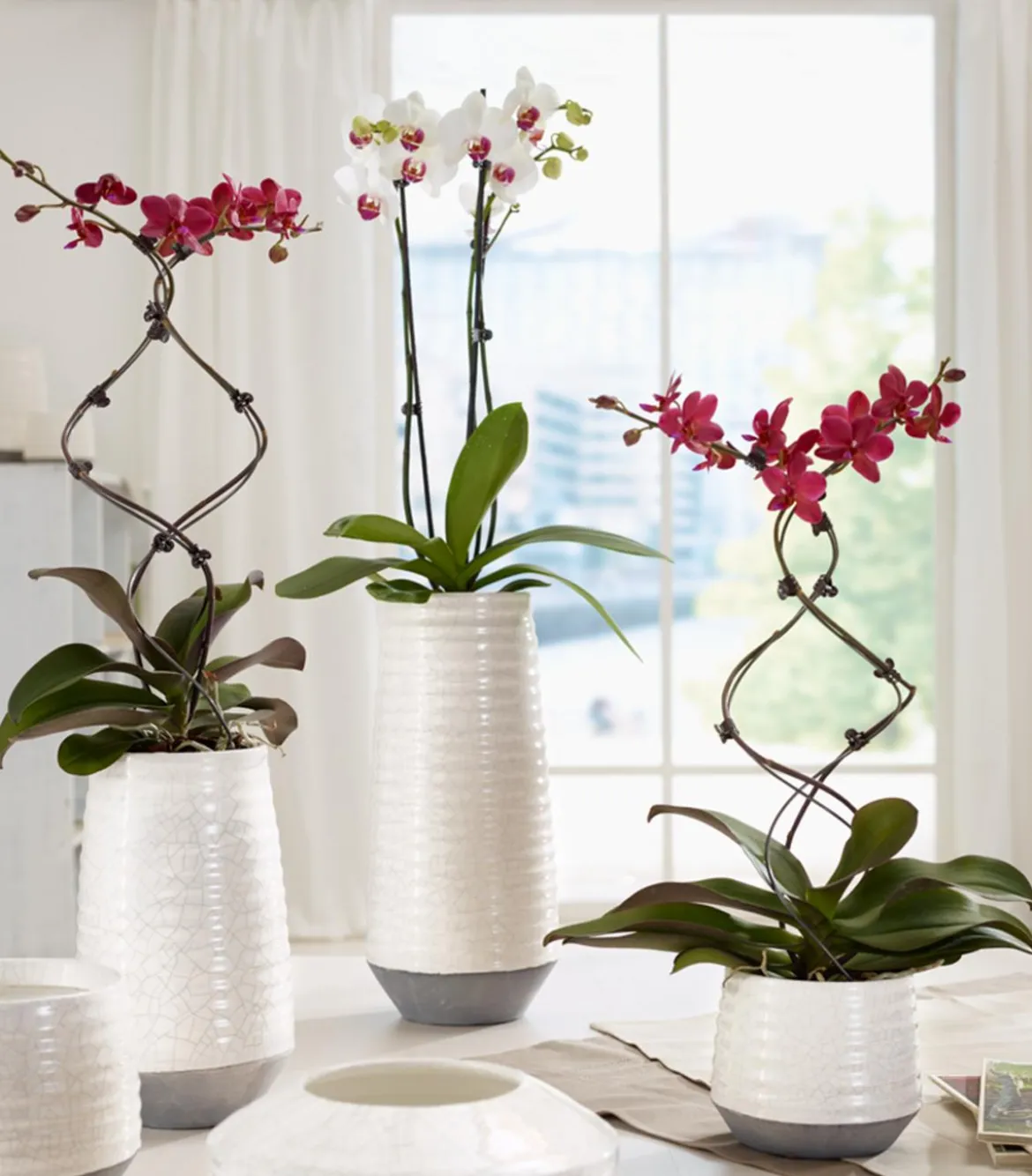 Schmetterlingsorchidee - Phalaenopsis cultivars 'Twister', verschiedene Farben