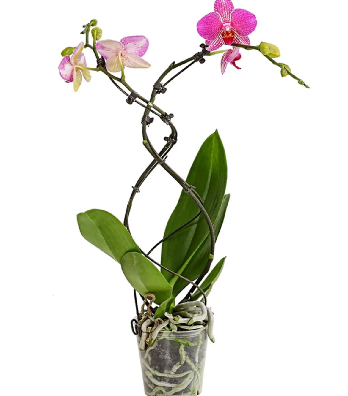 Schmetterlingsorchidee - Phalaenopsis cultivars 'Twister', verschiedene Farben