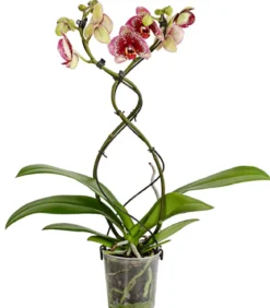 Schmetterlingsorchidee - Phalaenopsis cultivars 'Twister', verschiedene Farben